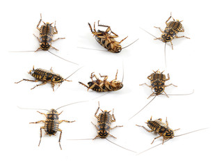 Cockroach on white background