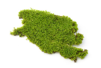 Green moss on white background