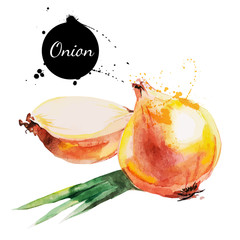 Fototapeta premium Onion. Hand drawn watercolor painting on white background.