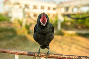 Crow holding on iron traffic barrier.