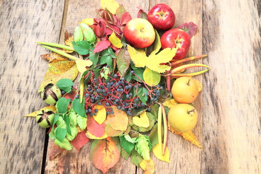 Autumn still-life with wild grape, apples and more