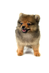 Obraz premium Puppy in studio.
