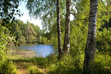 Lake in Russia in the birch forest