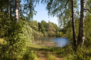 pond in a birch forest in Russia