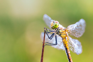 dragonfly