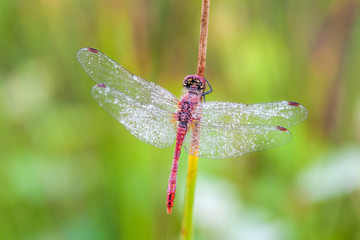 dragonfly