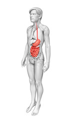 Small intestine anatomy of male