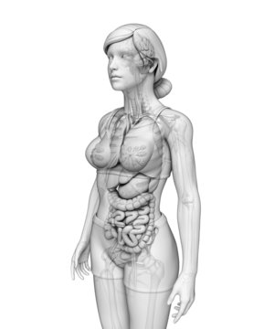 Digestive system of female anatomy