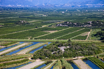 Fototapeta na wymiar View of a vineyard in Dalmatia, Croatia.