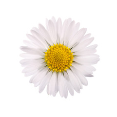 White daisy flower