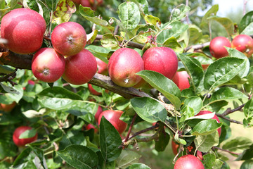 Apfelbaum (Malus)