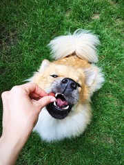 hartnäckiger Hund