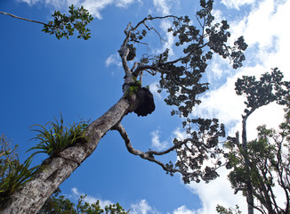 Trees of tropical climate, bottom view.