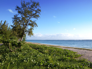Fototapeta na wymiar Beach in a border of the tropical nature. Mauritius.