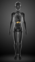 Male pancreas anatomy
