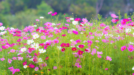 beautiful group field of bloom flowers Cosmos bipinnatus