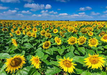 Field of sunflowers and blue sky,Buzias,Romania,Europe