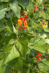 Feuerbohnen (Phaseolus coccineus) blühend