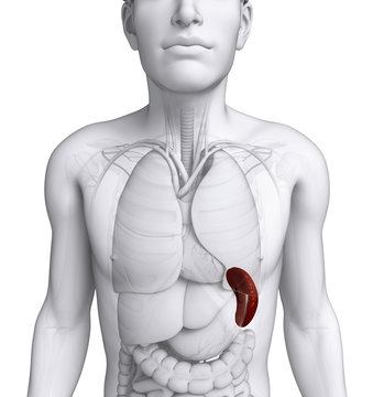 Male spleen anatomy