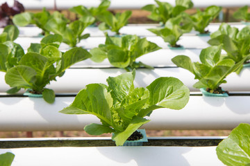 Organic hydroponic vegetable garden