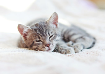 Fototapeta na wymiar Sleepy Kitten