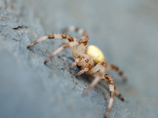 spider