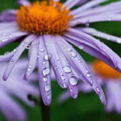 Poster Marguerites purple daisy flowers with raindrops