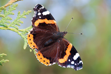 Red Admiral butterfly