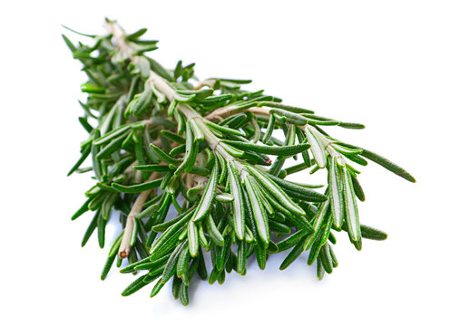 Rosemary herb closeup