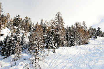 ski run in snow forest on mountain in Dolomites, Italy