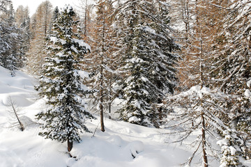 snow-covered coniferous forest in Dolomites, Italy