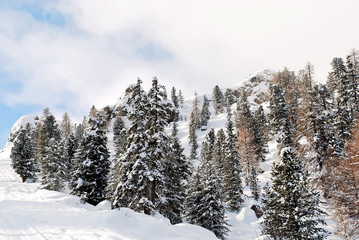 coniferous wood on snow slope in Dolomites