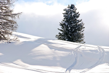 skiing tracks around fir tree in Dolomites, Italy