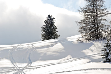 ski run around fir tree in Dolomites, Italy