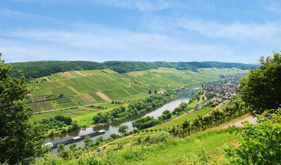 Fototapeta na wymiar Moselle river with vineyards on hills, Germany