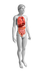 Digestive system of male body