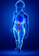 Female urinary system