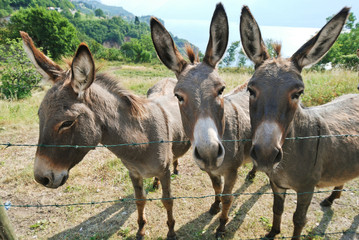 three donkey on italian farm