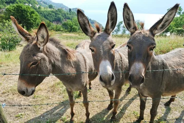 Fotobehang drie ezels op Italiaanse boerderij © vvoe