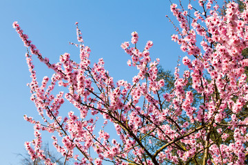 Sakura flowers.