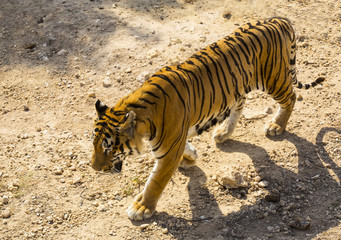 Fototapeta na wymiar tiger in the wild in Africa