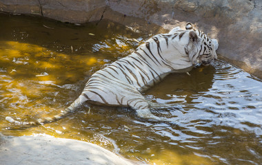 tiger in the wild in Africa