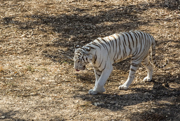 tiger in the wild in Africa