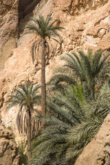 an oasis of palm trees and plants in the Atlas Mountains