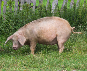 pig on the grass