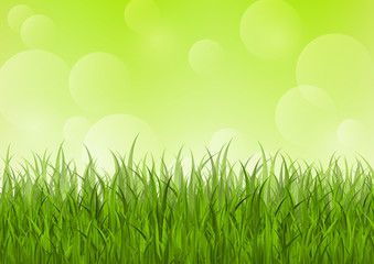 Fresh grass on green background