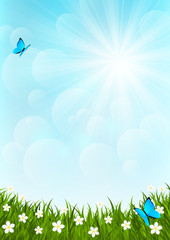 Obraz premium Sunny meadow with flowers and butterflies