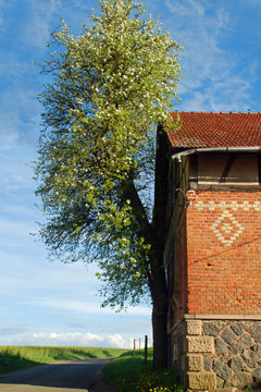 Hausbaum, h.
