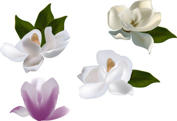 Fototapeta premium set of magnolia flowers isolated on white background