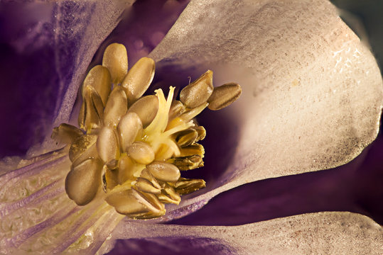 Aquilegia